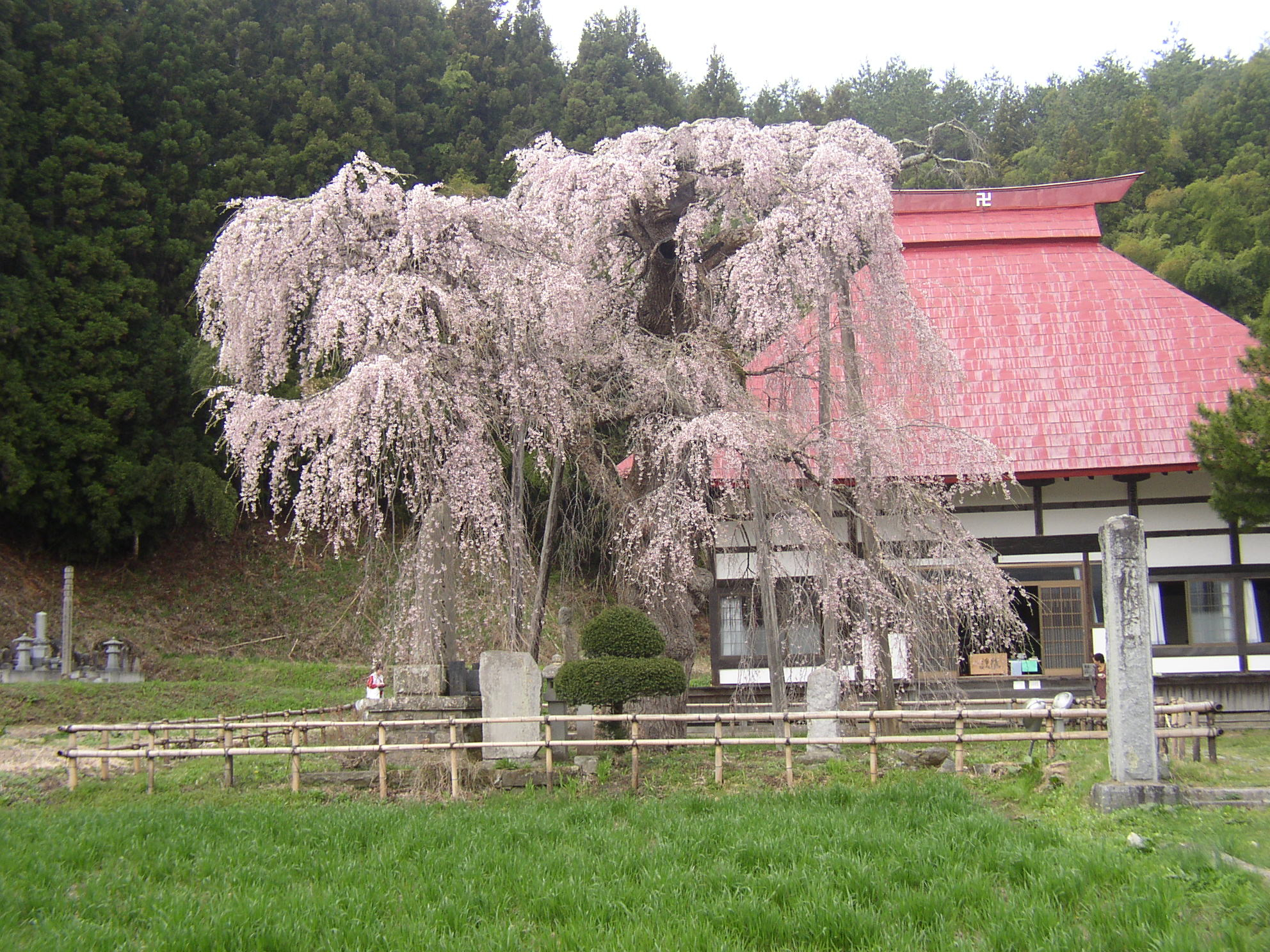 県4　永泉寺のさくら4.JPG